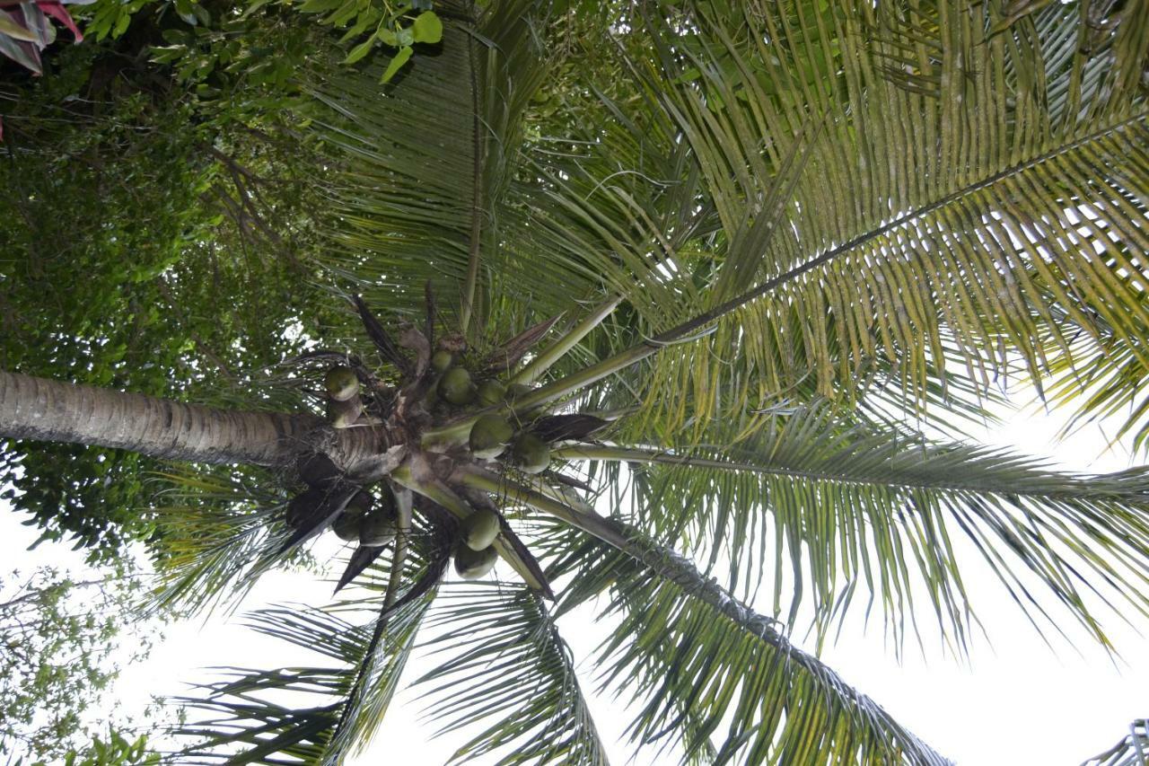 An Eol Caraibes Villa Trois-Rivières Buitenkant foto